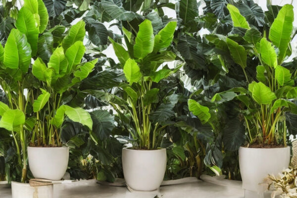 Hvordan man dyrker og plejer en sund bananpalme i sit hjem